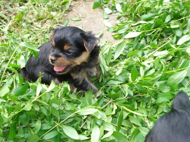 Foto: u�i-Dobr� den
pros�m m�te n�kdo zku�enosti s u�n�m svrabem u pejsk�?
d�kuji z