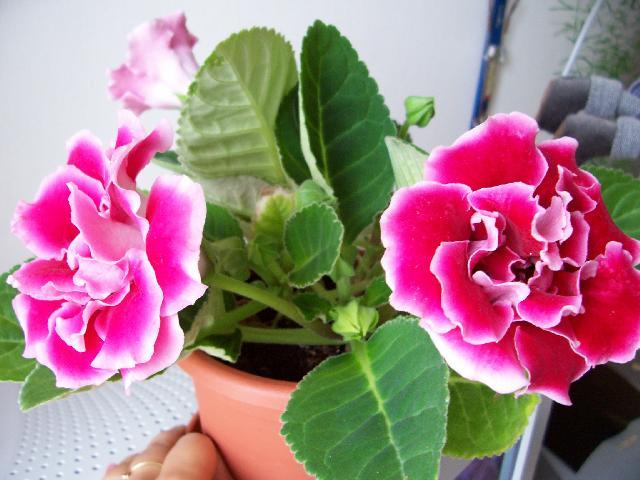 Fotky: Glox�nie (foto, obrazky)