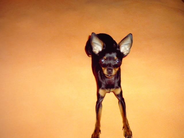 Fotky: Pra�sk� krysa��k (foto, obrazky)