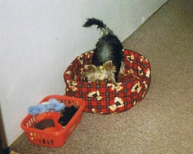 Fotky: York��rsk� terier (foto, obrazky)