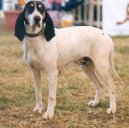 Ps plemena: Honii, barvi a pbuzn plemena > Arigeois (Ariege Hound)