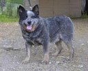 Ps plemena: Pastsk > Australsk honck pes (Australian Cattledog)