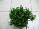 Buxus harlandii, buxus microphylla sinica, Zimostráz