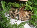 Pokojov rostliny: Kapradiny > Davallie kanrsk (Davallia Canariensis)