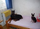 Ps plemena:  > Dobrman (Dobermann, Doberman)