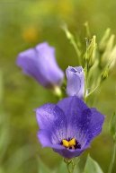 Eustoma, jcnovka