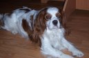 Kavalír King Charles španěl