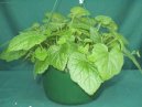 Tolmiea