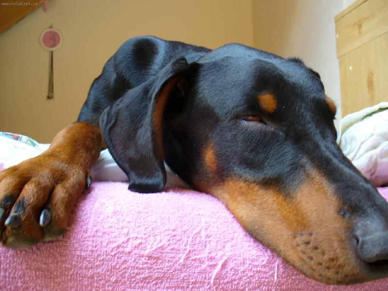 Foto: Viki-Sp�m tak m� nechte