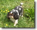 King Charles španěl