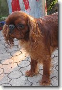 King Charles španěl