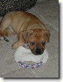 Staford��rsk� bullterier