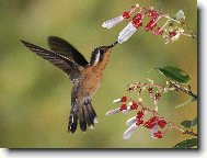Puzzle on-line