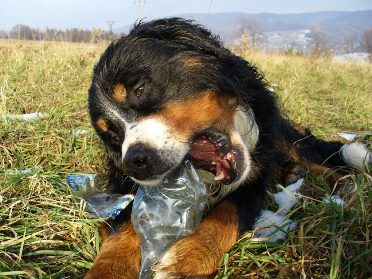 Foto: Petky v přírodě :-(